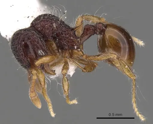 Lachnomyrmex nordestinus - CASENT0900980