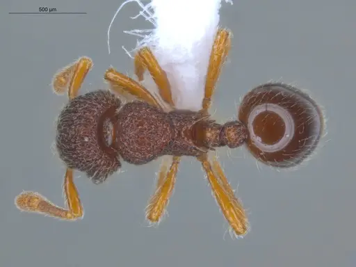 Lachnomyrmex pilosus specimen