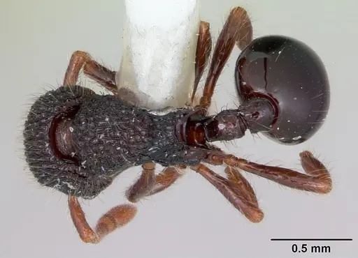 Lachnomyrmex platynodus specimen
