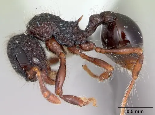 Lachnomyrmex platynodus specimen