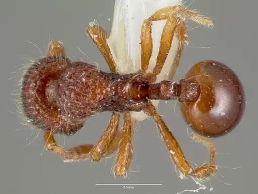 Lachnomyrmex plaumanni specimen
