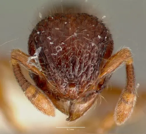 Lachnomyrmex plaumanni specimen