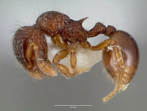 Lachnomyrmex plaumanni specimen