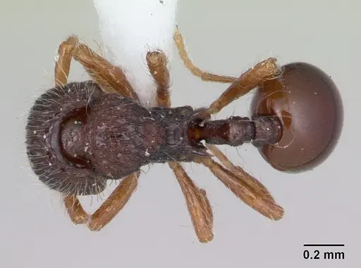 Lachnomyrmex plaumanni - CASENT0173876