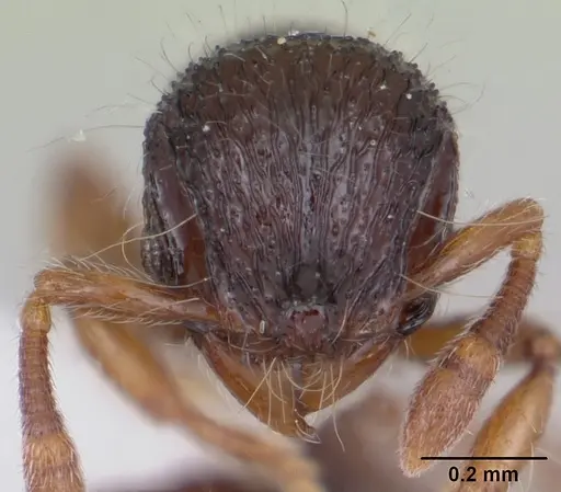 Lachnomyrmex plaumanni - CASENT0173876