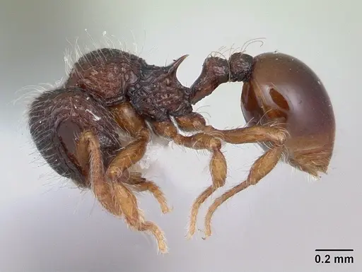 Lachnomyrmex plaumanni - CASENT0173876