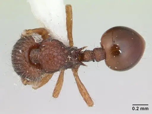 Lachnomyrmex plaumanni - CASENT0178856