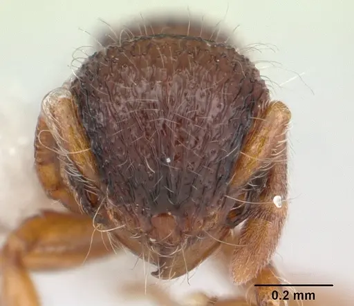 Lachnomyrmex plaumanni - CASENT0178856