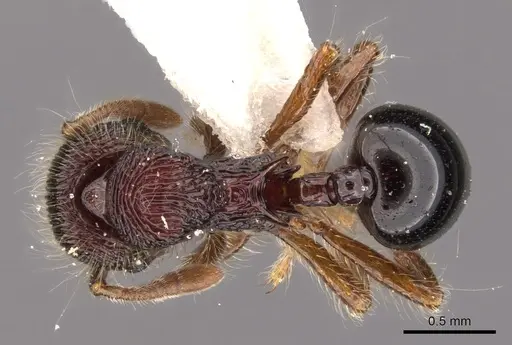 Lachnomyrmex regularis specimen