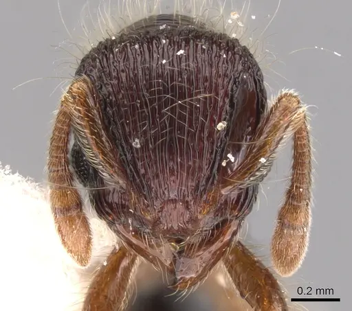 Lachnomyrmex regularis specimen
