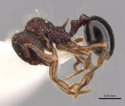 Lachnomyrmex regularis specimen