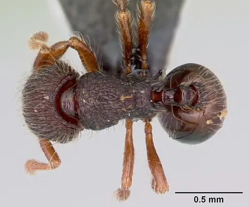 Lachnomyrmex scrobiculatus specimen