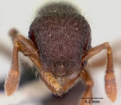 Lachnomyrmex scrobiculatus specimen