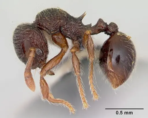 Lachnomyrmex scrobiculatus specimen