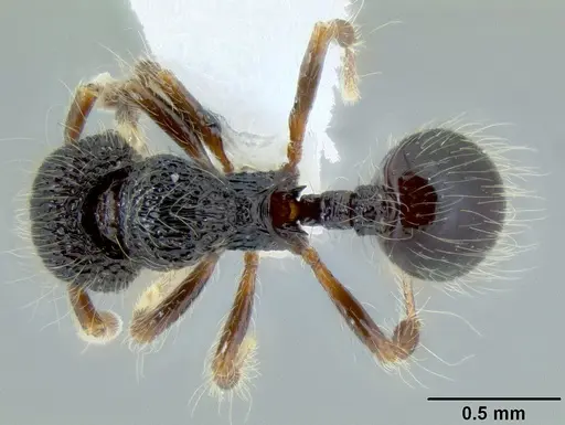 Lachnomyrmex scrobiculatus - CASENT0106202