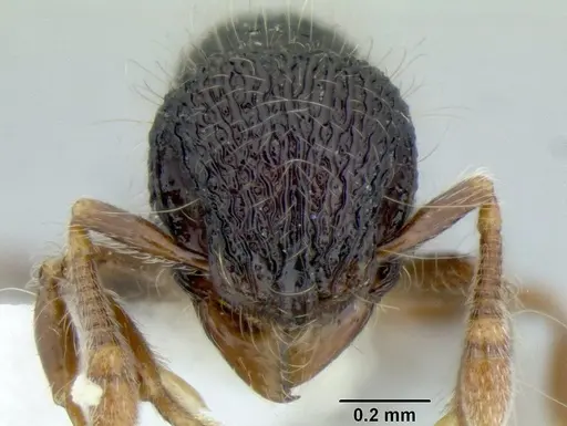 Lachnomyrmex scrobiculatus - CASENT0106202