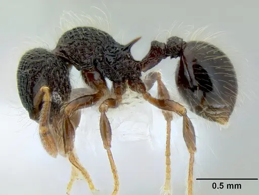 Lachnomyrmex scrobiculatus - CASENT0106202