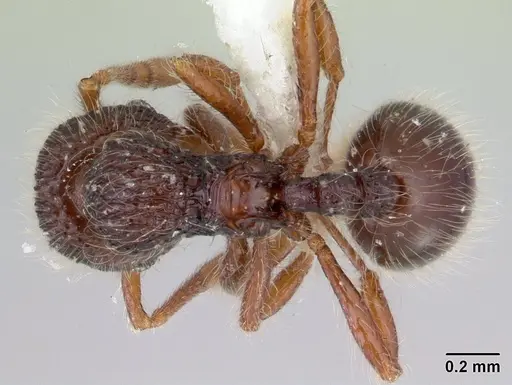 Lachnomyrmex scrobiculatus - CASENT0178637