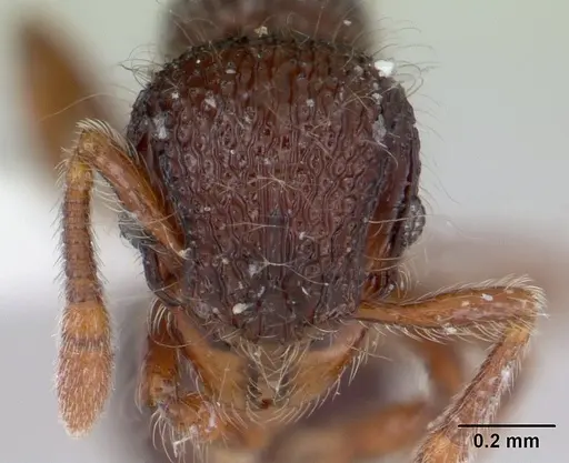 Lachnomyrmex scrobiculatus - CASENT0178637