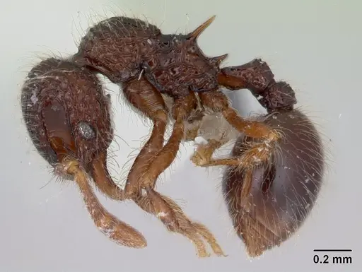 Lachnomyrmex scrobiculatus - CASENT0178637