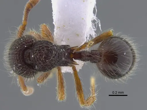 Lachnomyrmex scrobiculatus - CBUMAGENT41720