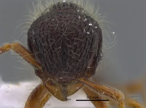 Lachnomyrmex scrobiculatus - CBUMAGENT41720
