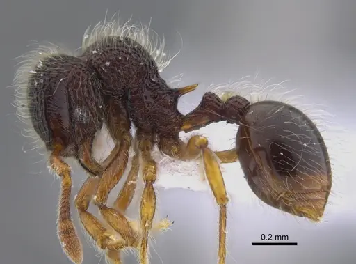 Lachnomyrmex scrobiculatus - CBUMAGENT41720
