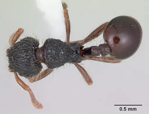 Lachnomyrmex victori specimen