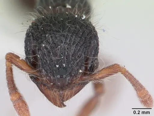 Lachnomyrmex victori specimen