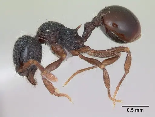 Lachnomyrmex victori specimen