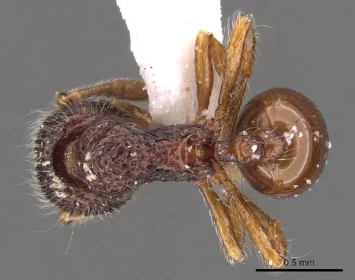 Lachnomyrmex victori - CASENT0900981