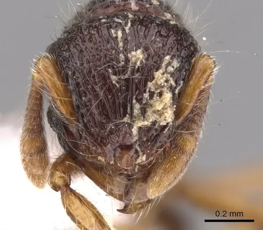 Lachnomyrmex victori - CASENT0900981