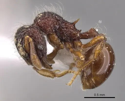 Lachnomyrmex victori - CASENT0900981