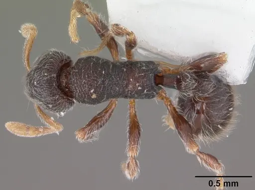 Lasiomyrma gedensis specimen