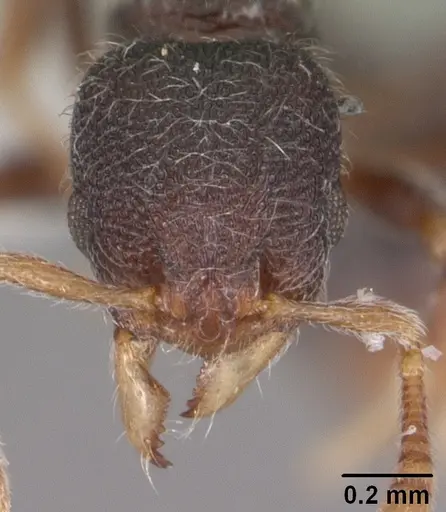 Lasiomyrma gedensis specimen
