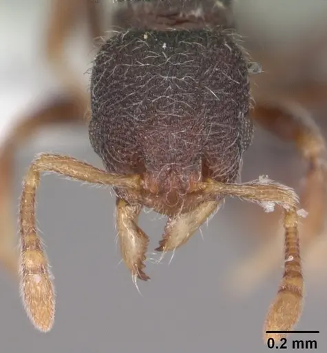 Lasiomyrma gedensis specimen