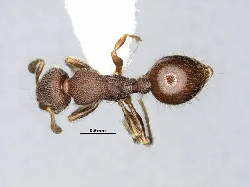 Lasiomyrma wiwatwitayai specimen
