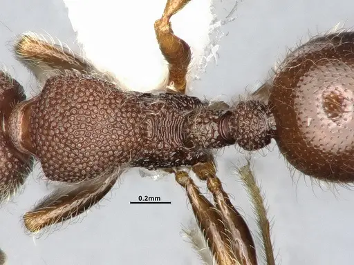 Lasiomyrma wiwatwitayai specimen