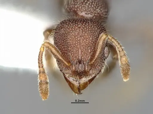 Lasiomyrma wiwatwitayai specimen
