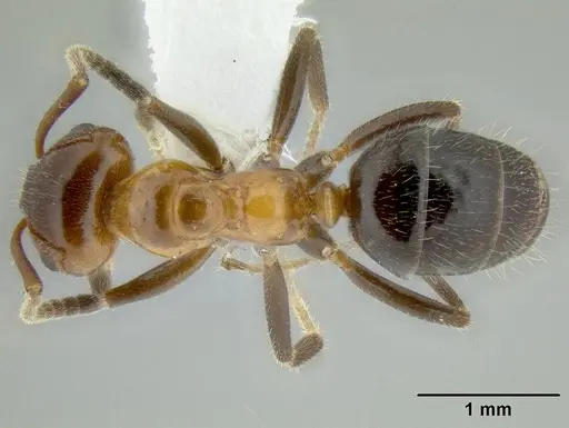 Lasiophanes atriventris specimen