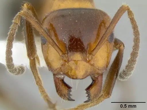 Lasiophanes atriventris specimen