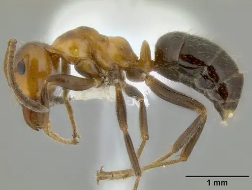 Lasiophanes atriventris specimen
