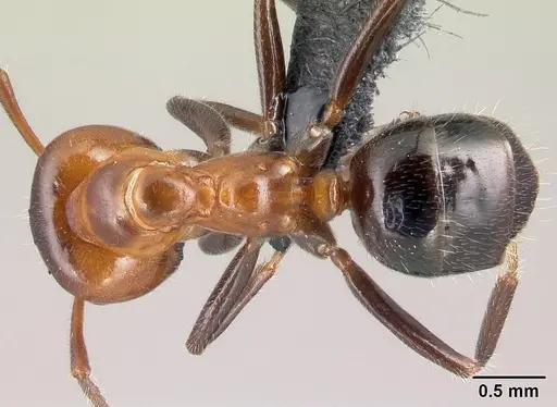 Lasiophanes atriventris - CASENT0128151