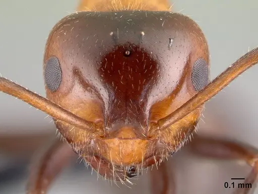 Lasiophanes atriventris - CASENT0128151