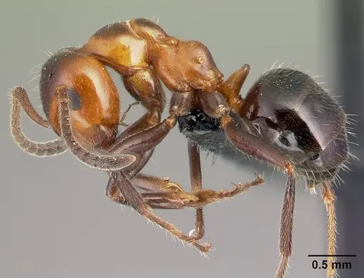 Lasiophanes atriventris - CASENT0128151