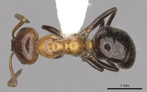 Lasiophanes atriventris - CASENT0280428