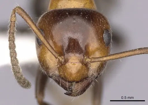 Lasiophanes atriventris - CASENT0280428