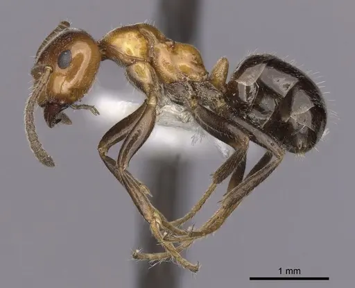 Lasiophanes atriventris - CASENT0280428