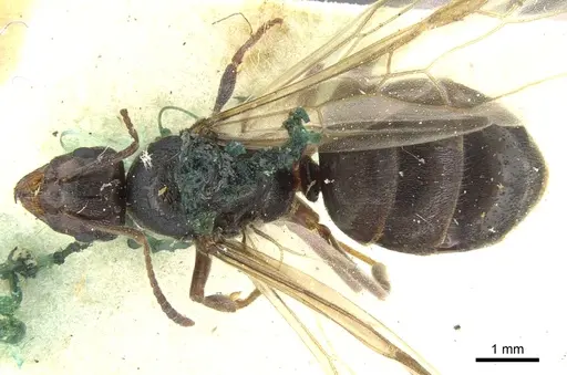 Lasiophanes atriventris - CASENT0903222