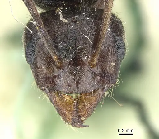 Lasiophanes atriventris - CASENT0903222